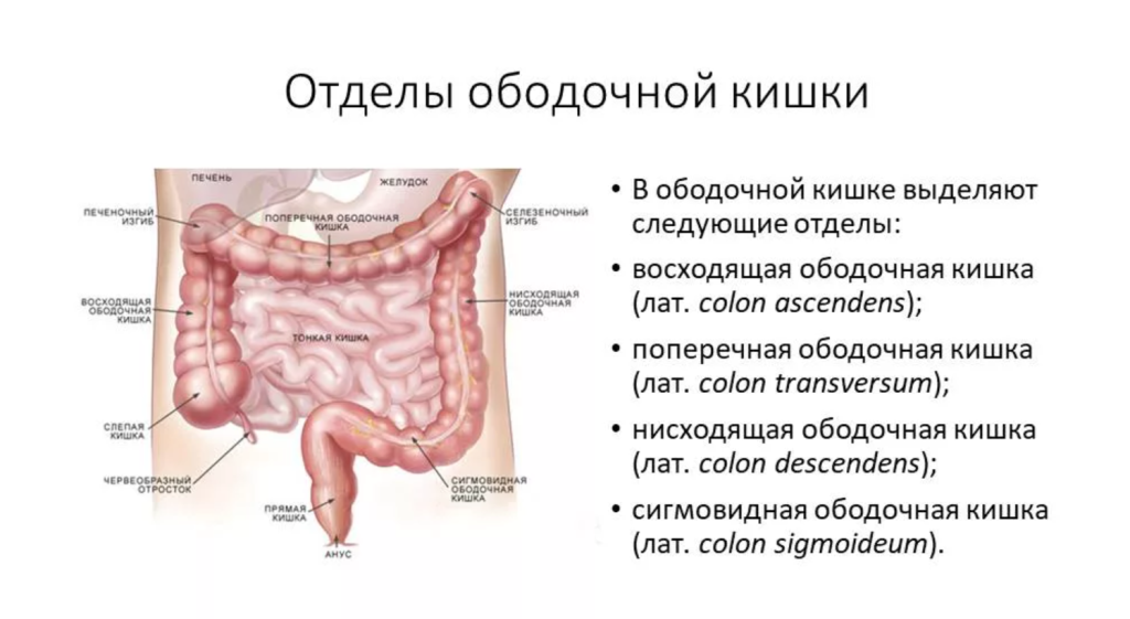 Сигмовидный отдел толстой. Ободочная толстая кишка анатомия. Строение кишечника ободочная кишка. Восходящая ободочная кишка (Colon ascendens) характеризуется:. Восходящий отдел ободочной кишки схема.