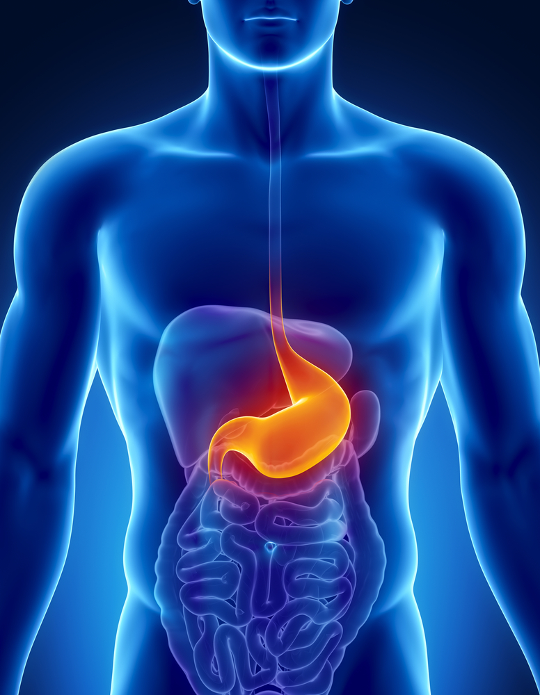 желудок - пищеварительная система человека